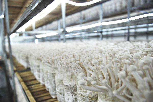 出口波黑一化工企業(yè)用單臺4噸燃?xì)庹羝仩t